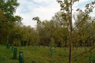 Reboisement forestier aux Dagueys