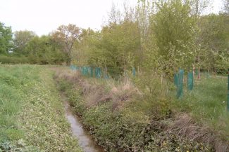 Reboisement forestier aux Dagueys