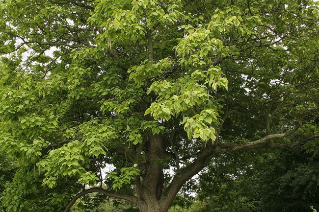 Catalpa