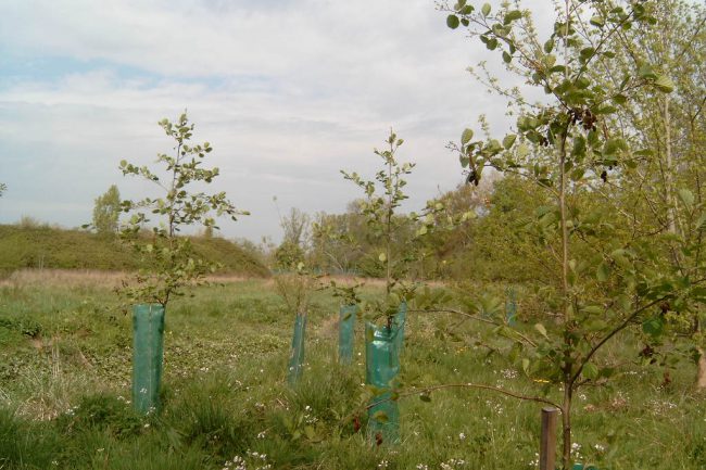 Reboisement forestier aux Dagueys